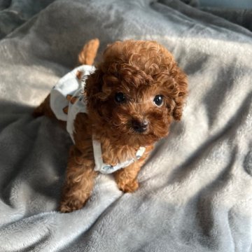 トイプードル(ティーカップ)【千葉県・女の子・2025年7月5日・レッド】の写真「小さな天使に、ぜひ一度会いに来てください👼」
