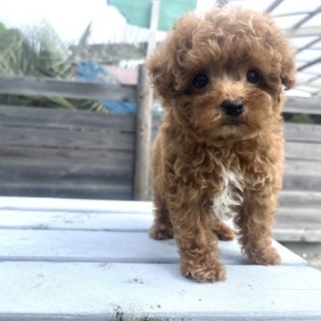 トイプードル(ティーカップ)【千葉県・男の子・2025年8月28日・レッド】の写真「マイクロティーカップの男の子🧸」