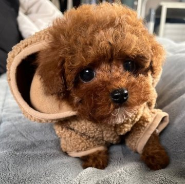 トイプードル(ティーカップ)【千葉県・男の子・2024年12月29日・レッド】の写真「タレ目に、短足に、まんまるとしたお尻がキュート🍑」