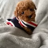 ティーカッププードル