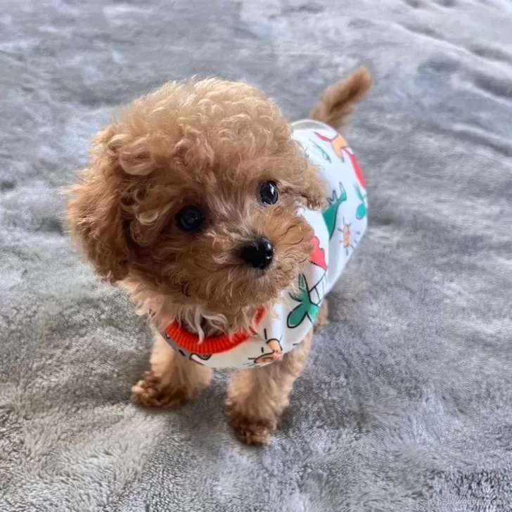 ID：2407-06860の子犬