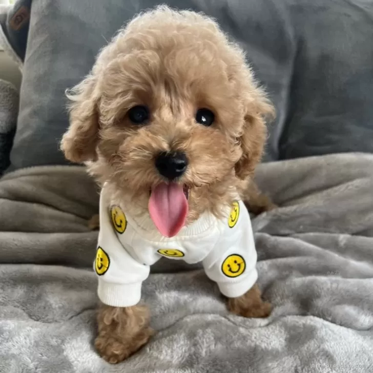 ID：2408-01465の子犬