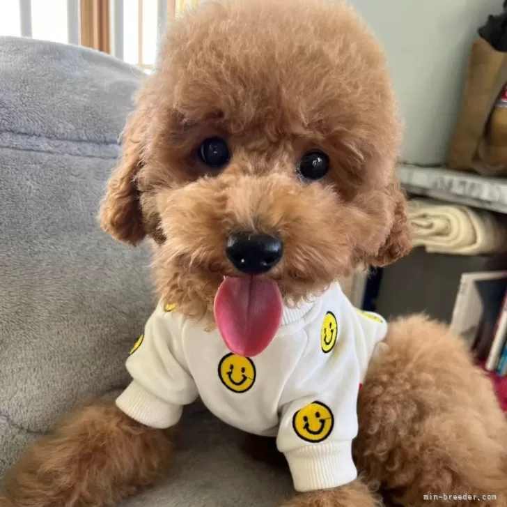 ID:2408-01468の子犬