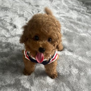 トイプードル(タイニー)【千葉県・男の子・2024年6月2日・レッド】の写真「かわいいのに活発でまさに動くぬいぐるみ！」