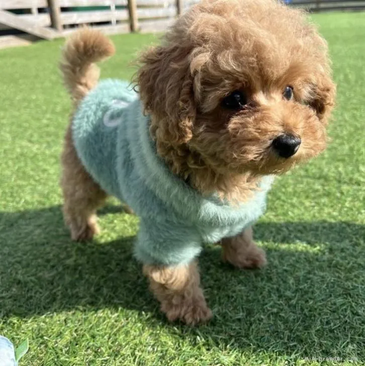 ID:2211-01276の子犬
