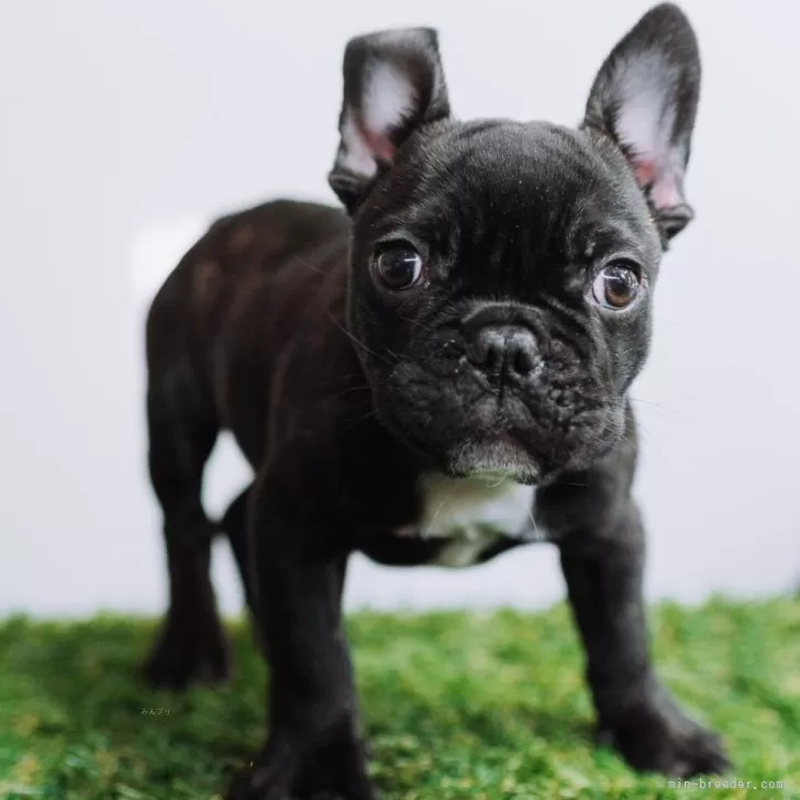 ID:2501-02354の子犬