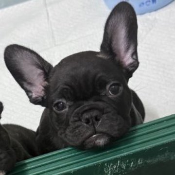 フレンチブルドッグ【滋賀県・男の子・2025年8月24日・ブリンドル】の写真「可愛いお顔の男の子」