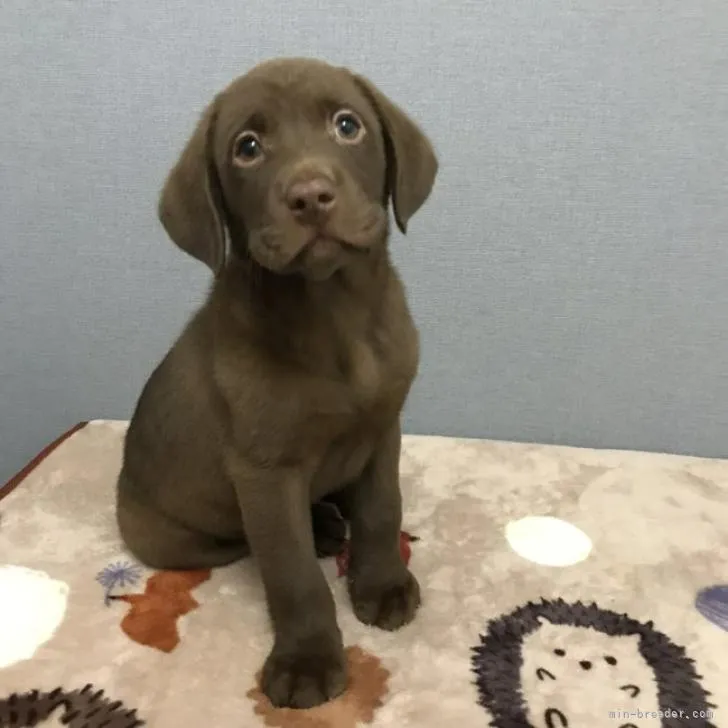 ID:2212-04014の子犬