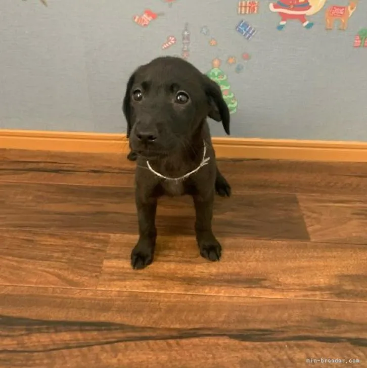 A.K 様のお迎えした子犬