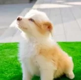 ボーダーコリー【岐阜県・女の子・2024年11月22日・クリーム&ホワイト】の写真10