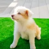 ボーダーコリー【岐阜県・女の子・2024年11月22日・クリーム&ホワイト】の写真6