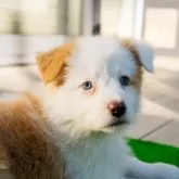 ボーダーコリー【岐阜県・女の子・2024年11月22日・クリーム&ホワイト】の写真5