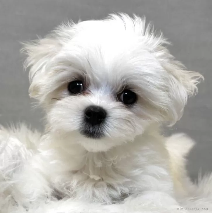 Y.S 様のお迎えした子犬