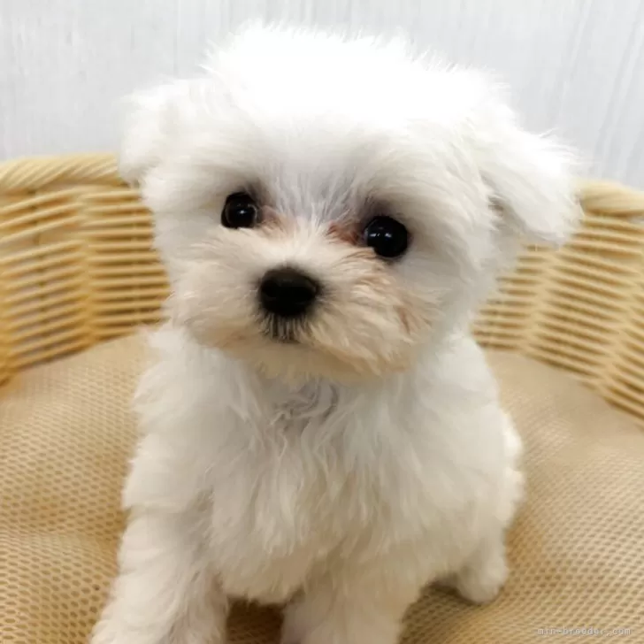 ID：2510-02405の子犬