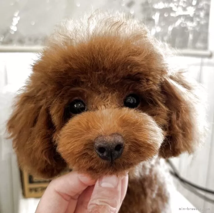 ID:2506-04121の子犬