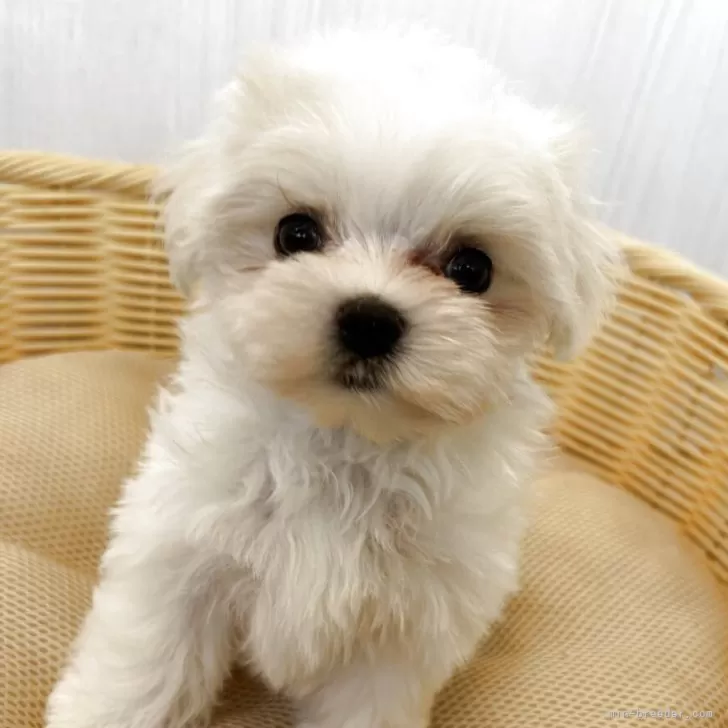 H.K 様のお迎えした子犬