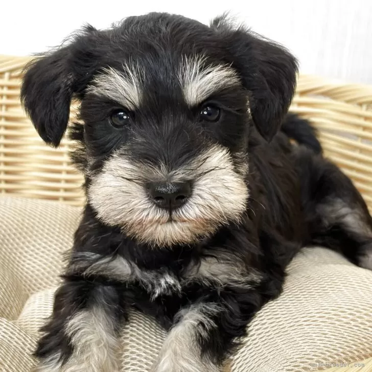 ID:2504-04233の子犬