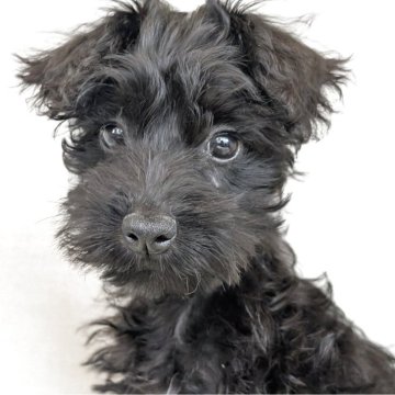 シュナプー(トイプードル×ミニチュアシュナウザー)【岐阜県・女の子・2025年8月24日・ブラック】の写真「おとなしめの末っ子ちゃん！」