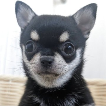 チワワ(ロング)【岐阜県・女の子・2025年10月14日・ブラッククリーム】の写真「元気いっぱいの女の子」