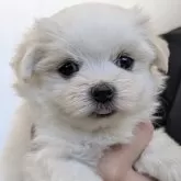マルチーズ