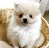 ポメラニアン