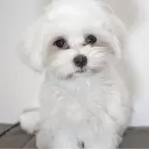マルチーズ