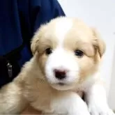 ボーダーコリー