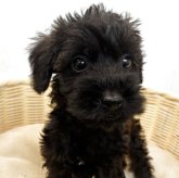 シュナプー(トイプードル×ミニチュアシュナウザー)