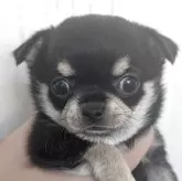 チワワ(ロング)【岐阜県・女の子・2025年10月14日・ブラッククリーム】の写真1