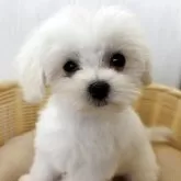 マルチーズ【岐阜県・女の子・2025年2月19日・ホワイト】の写真1