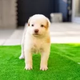 ボーダーコリー【岐阜県・女の子・2024年11月22日・クリーム&ホワイト】の写真11