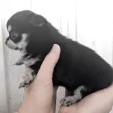 チワワ(ロング)【岐阜県・女の子・2025年10月14日・ブラッククリーム】の写真2