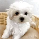 マルチーズ【岐阜県・女の子・2025年2月19日・ホワイト】の写真8