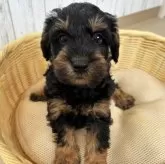 シュナプー(トイプードル×ミニチュアシュナウザー)【岐阜県・男の子・2025年2月3日・ブラックタン】の写真9