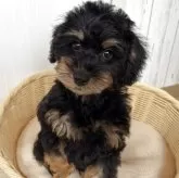 シュナプー(トイプードル×ミニチュアシュナウザー)【岐阜県・男の子・2025年2月3日・ブラックタン】の写真2