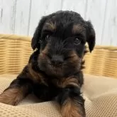 シュナプー(トイプードル×ミニチュアシュナウザー)【岐阜県・男の子・2025年2月3日・ブラックタン】の写真14