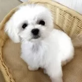 マルチーズ【岐阜県・女の子・2025年2月19日・ホワイト】の写真2