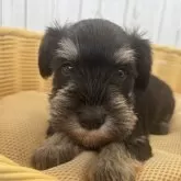 ミニチュアシュナウザー【岐阜県・女の子・2024年11月7日・ブラック&シルバー】の写真11