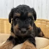 シュナプー(トイプードル×ミニチュアシュナウザー)【岐阜県・男の子・2025年2月3日・ブラックタン】の写真15