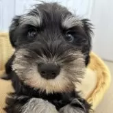 ミニチュアシュナウザー【岐阜県・女の子・2024年11月7日・ブラック&シルバー】の写真3