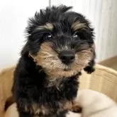 シュナプー(トイプードル×ミニチュアシュナウザー)【岐阜県・男の子・2025年2月3日・ブラックタン】の写真4