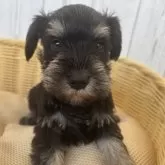 ミニチュアシュナウザー【岐阜県・女の子・2024年11月7日・ブラック&シルバー】の写真12