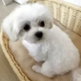 マルチーズ【岐阜県・女の子・2025年2月19日・ホワイト】の写真5