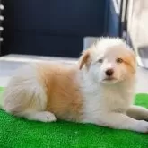 ボーダーコリー【岐阜県・女の子・2024年11月22日・クリーム&ホワイト】の写真3