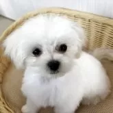 マルチーズ【岐阜県・女の子・2025年2月19日・ホワイト】の写真6