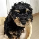 シュナプー(トイプードル×ミニチュアシュナウザー)【岐阜県・男の子・2025年2月3日・ブラックタン】の写真7