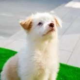 ボーダーコリー【岐阜県・女の子・2024年11月22日・クリーム&ホワイト】の写真9