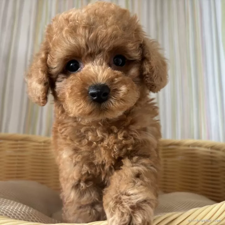 ID：2406-06884の子犬