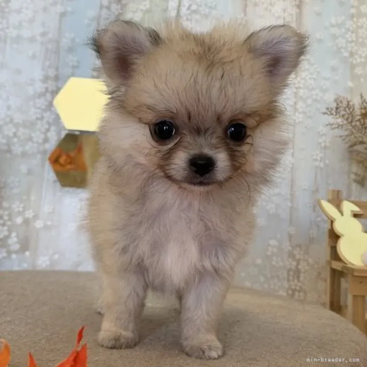 ID：2309-05882の子犬