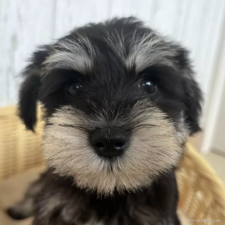 ID：2409-01765の子犬
